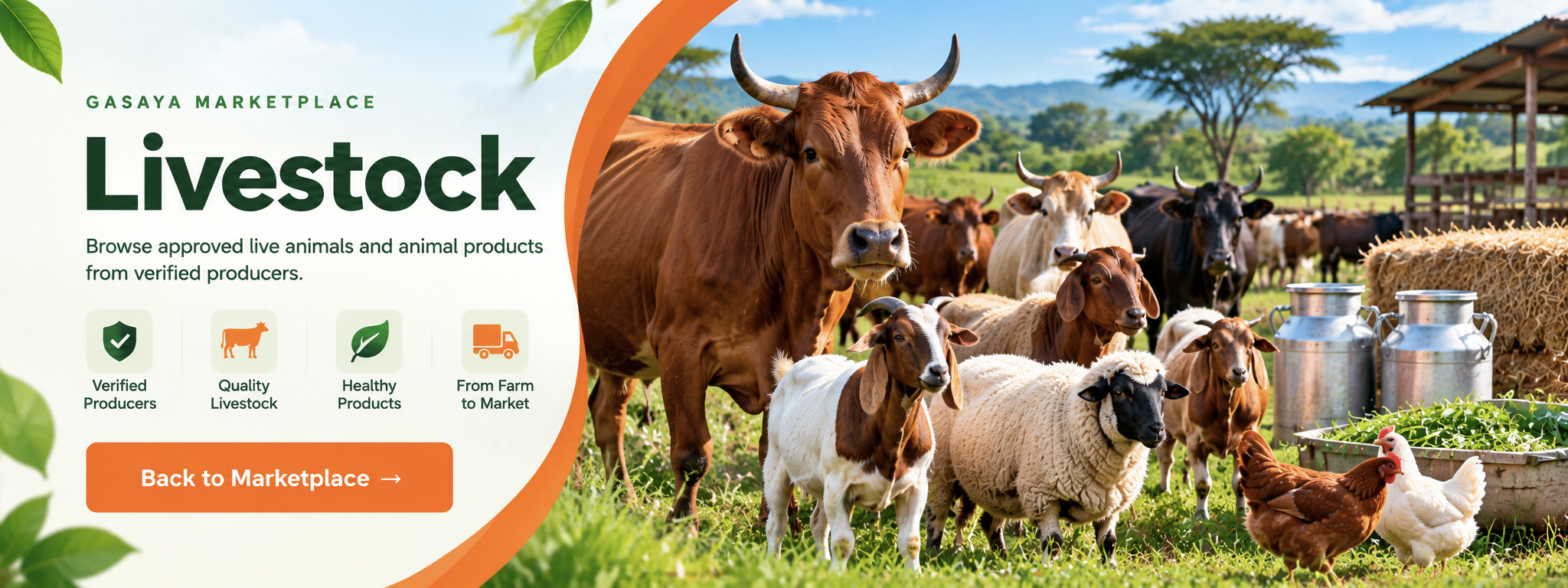 GASAYA Marketplace Livestock — verified producers, quality livestock, healthy products, from farm to market.